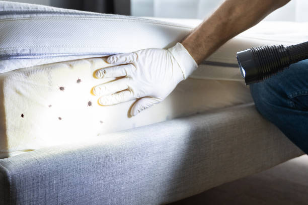 Best Mosquito Control Services  in Miami, FL