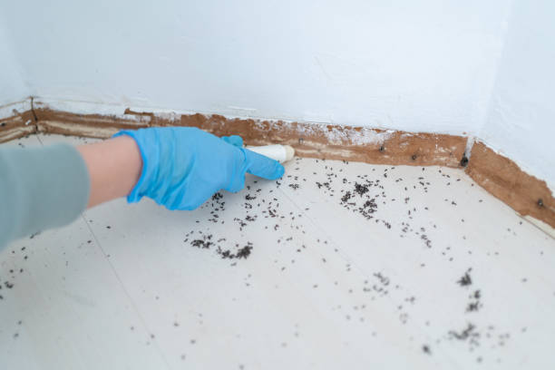 Best Wasp Removal Services  in Miami, FL