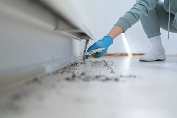Best Pest Removal Services  in Miami, FL