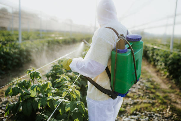 Best Termite Control Services  in Miami, FL